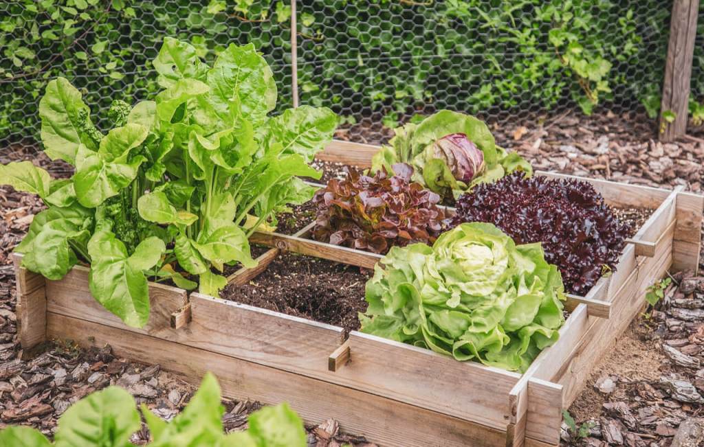 Small Vegetable Garden Tips – How to Grow Vegetables in a Small Space